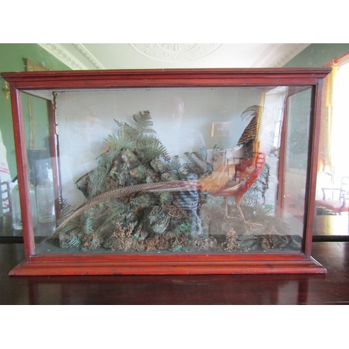 31 - Exotic Bird Contained Within Framed and Glazed Case by John Glennon Dublin Victorian Attractively De... 