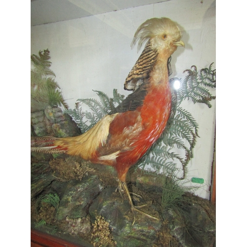 31 - Exotic Bird Contained Within Framed and Glazed Case by John Glennon Dublin Victorian Attractively De... 