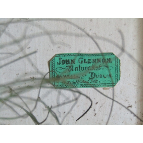 31 - Exotic Bird Contained Within Framed and Glazed Case by John Glennon Dublin Victorian Attractively De... 