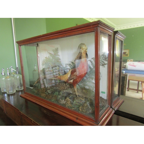 31 - Exotic Bird Contained Within Framed and Glazed Case by John Glennon Dublin Victorian Attractively De... 