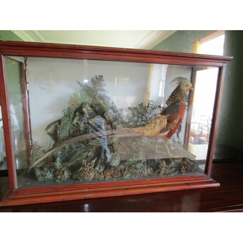 31 - Exotic Bird Contained Within Framed and Glazed Case by John Glennon Dublin Victorian Attractively De... 