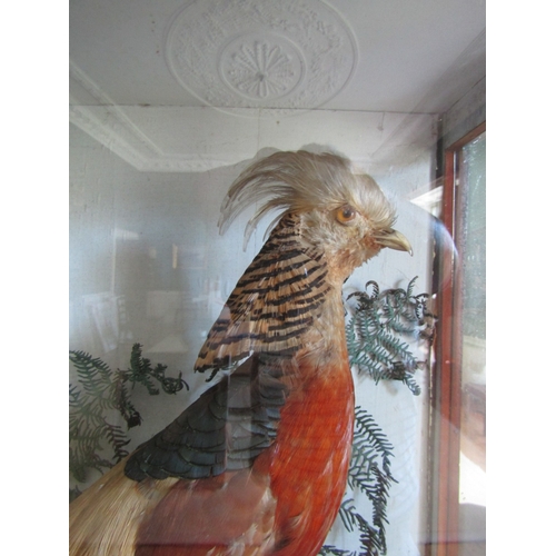 31 - Exotic Bird Contained Within Framed and Glazed Case by John Glennon Dublin Victorian Attractively De... 