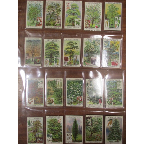 56 - Gallaher. Complete set in plastic sleeves, Woodland Trees, generally good. Cat. £500. (See photo) (R... 