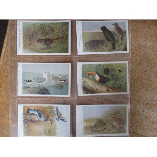 81 - Birds. Coln. in loose sheets and plastic sleeves of artist drawn birds and wildfowl. Tuck pub. incl.... 