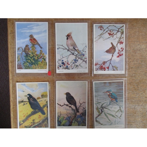 81 - Birds. Coln. in loose sheets and plastic sleeves of artist drawn birds and wildfowl. Tuck pub. incl.... 