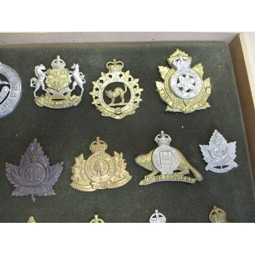 67 - Cap badge collection of Canadian units mounted on foam in home made glass display draw, including in... 