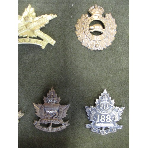 74 - Cap badge collection of mainly Canadian regiments mounted on foam in home made glass display draw, i... 