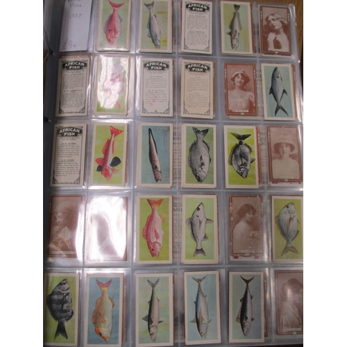 30 - British American Tobacco. Collection in album of part sets including Beauties (light brown (29)), Br... 