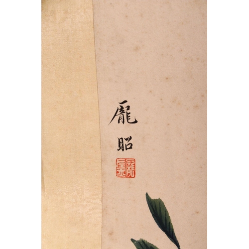 520 - A GOOD 20TH CENTURY CHINESE SCROLL PAINTING, depicting a tree large white blossom, signed and with t... 