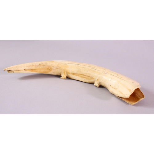 99 - A 19TH CENTURY AFRICAN CARVED IVORY ALLIGATOR, of curved natural form, 31cm wide.