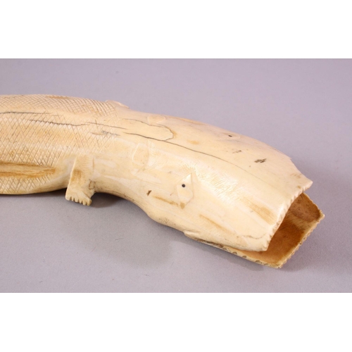 99 - A 19TH CENTURY AFRICAN CARVED IVORY ALLIGATOR, of curved natural form, 31cm wide.