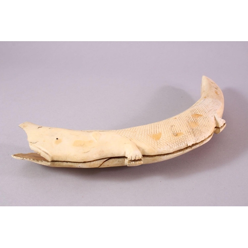 99 - A 19TH CENTURY AFRICAN CARVED IVORY ALLIGATOR, of curved natural form, 31cm wide.