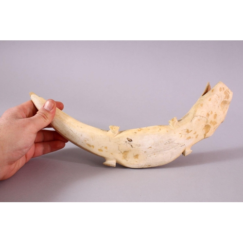 99 - A 19TH CENTURY AFRICAN CARVED IVORY ALLIGATOR, of curved natural form, 31cm wide.