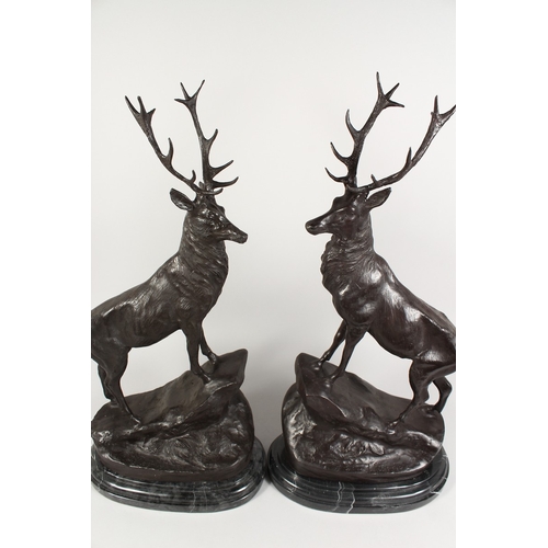 370 - AFTER JULES MOIGNIEZ A good pair of  standing bronze stags on marble bases 26 ins high.