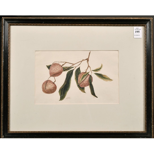 195 - Early 19th century Anglo Chinese school, A study of a lychee plant, watercolour decoupage, signed wi... 