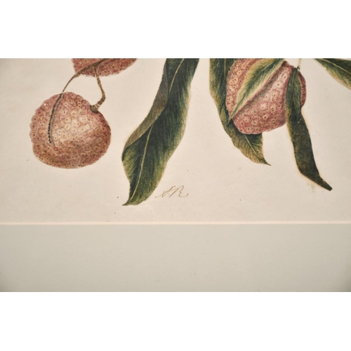 195 - Early 19th century Anglo Chinese school, A study of a lychee plant, watercolour decoupage, signed wi... 