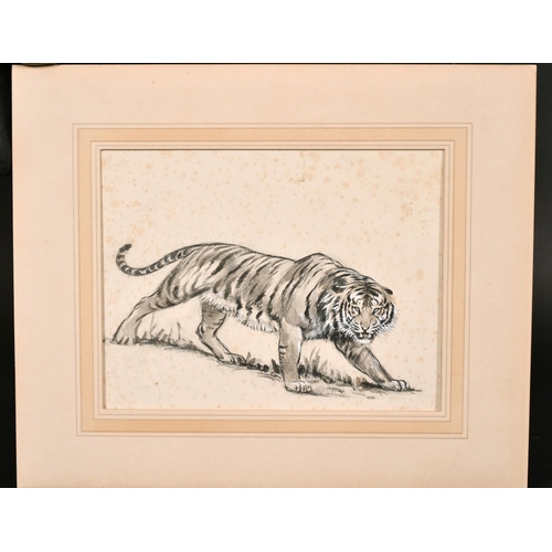 203 - Manner of Arthur Wardle, A study of a tiger, ink heightened with white gouache, 6