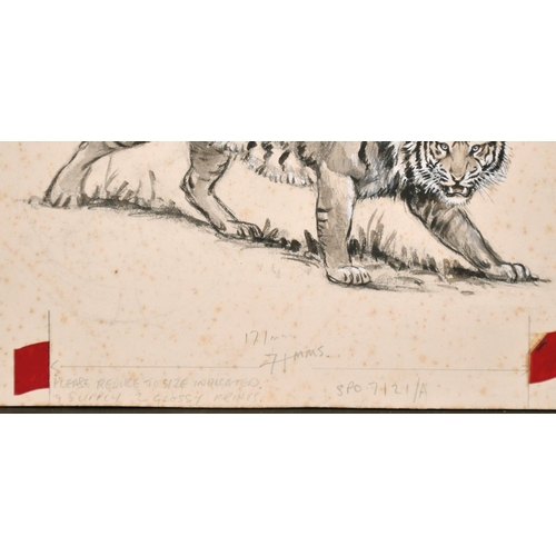 203 - Manner of Arthur Wardle, A study of a tiger, ink heightened with white gouache, 6