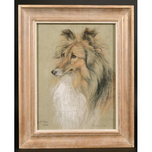 225 - Marjorie Cox (1915-2003) British, A study of a dog, pastel, signed and inscribed 'Button 1956', 14
