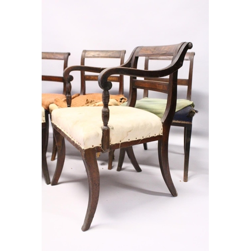 1052 - A PAIR OF MAHOGANY, SABRE LEG ARM CHAIRS and three matching single chairs.