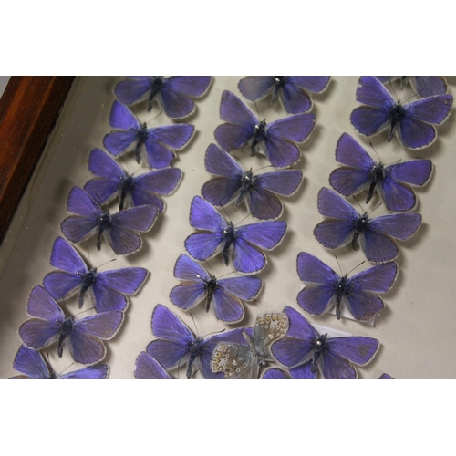 1061 - A VERY GOOD VICTORIAN MAHOGANY COLLECTORS CABINET, with glass front door enclosing 14 glass top draw... 
