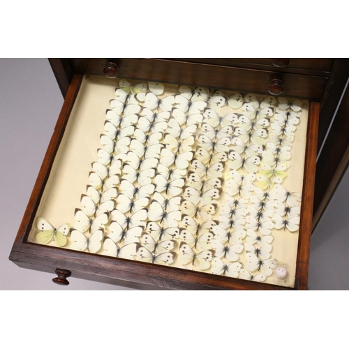 1061 - A VERY GOOD VICTORIAN MAHOGANY COLLECTORS CABINET, with glass front door enclosing 14 glass top draw... 