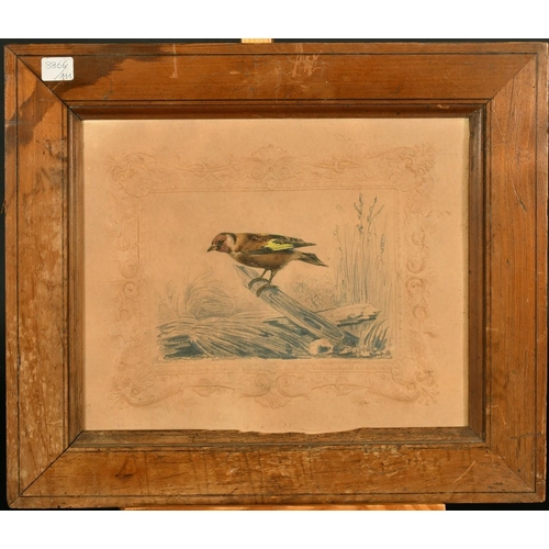 1040 - Felix Albert, a group of 3 hand coloured prints of small birds, 7.25