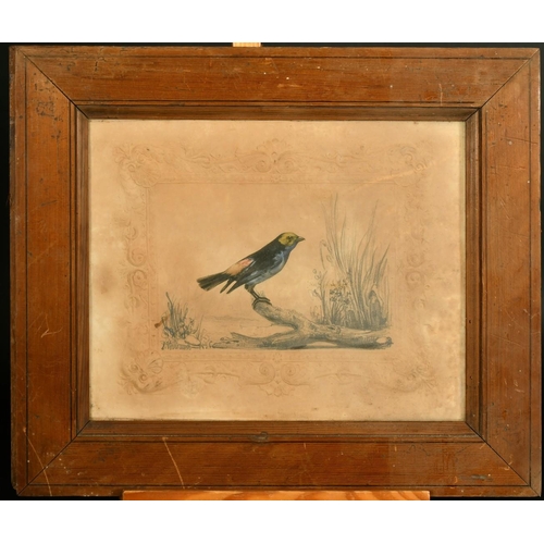 1040 - Felix Albert, a group of 3 hand coloured prints of small birds, 7.25