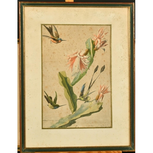 1040 - Felix Albert, a group of 3 hand coloured prints of small birds, 7.25