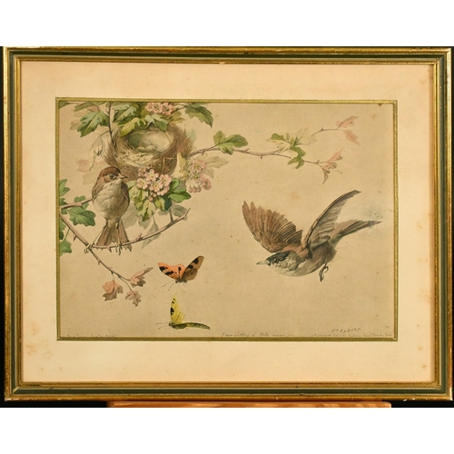 1040 - Felix Albert, a group of 3 hand coloured prints of small birds, 7.25