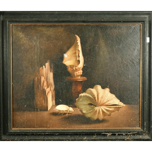 2117 - Early 20th Century French School, a still life study of shells, oil on canvas, 25.5