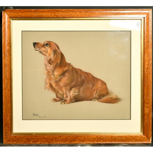 2337 - Phyllis Binet, (20th Century) A study of a long-haired Dachshund, 'Tralia', pastel, inscribed, initi... 