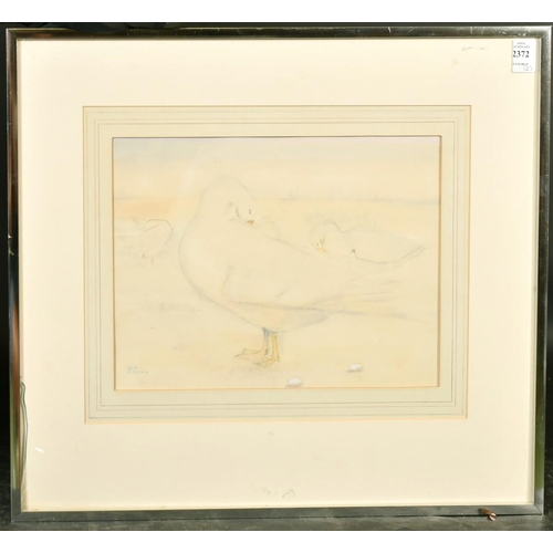 2372 - K. Mackie (20th Century), A study of white ducks preening their feathers, watercolour, signed, 10