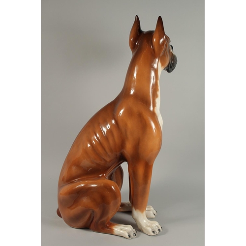 1203 - A LARGE CONTINENTAL POTTERY BOXER DOG. 32ins high.