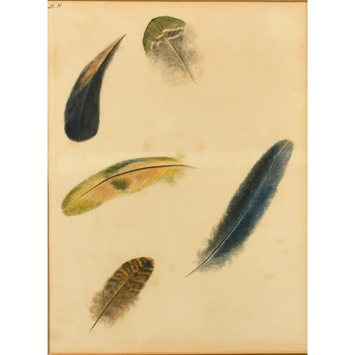 126 - A study of birds' feathers, watercolour, initialled M.H, 10.25