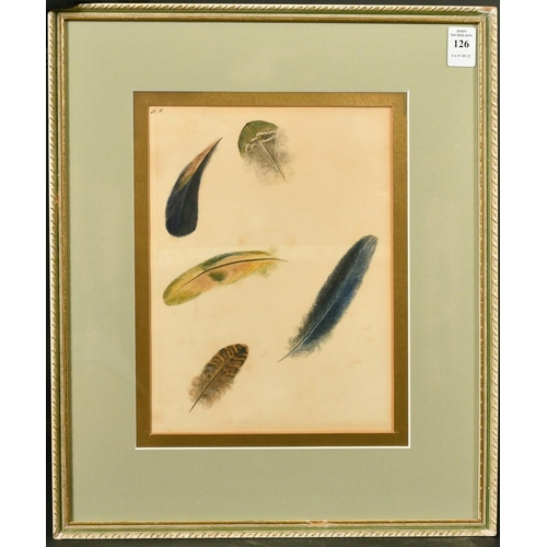 126 - A study of birds' feathers, watercolour, initialled M.H, 10.25