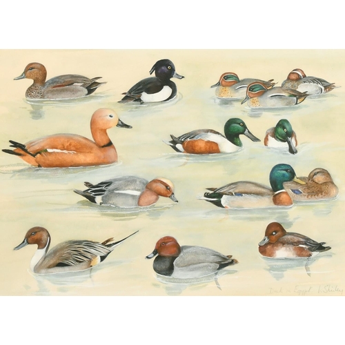 182 - Valerie Shirley, 'Duck in Egypt', a study of different ducks, watercolour, signed and inscribed, duc... 