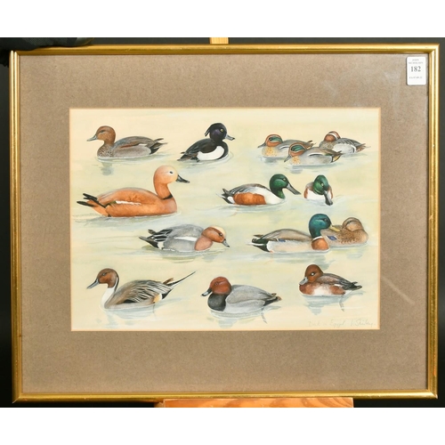 182 - Valerie Shirley, 'Duck in Egypt', a study of different ducks, watercolour, signed and inscribed, duc... 
