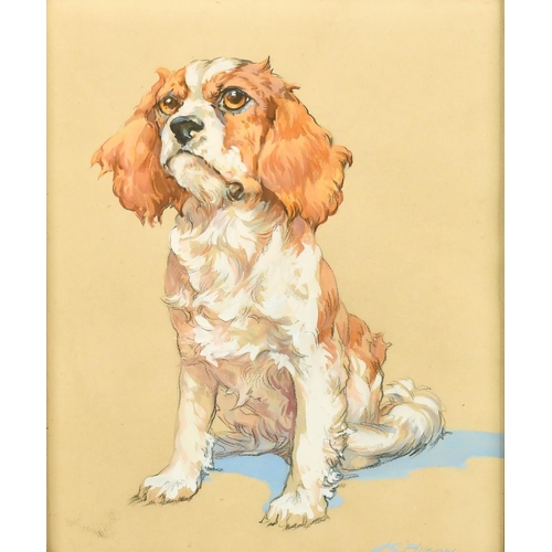 217 - Kay Nixon (1894-1988) British, a study of a King Charles Spaniel, watercolour and charcoal, signed, ... 