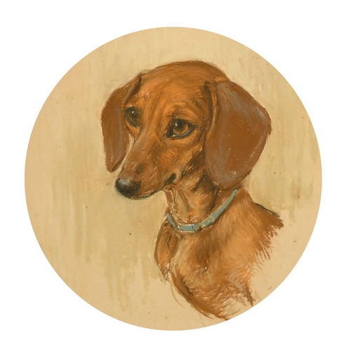236 - An early 20th Century head study of a Dachshund, pastel, 9
