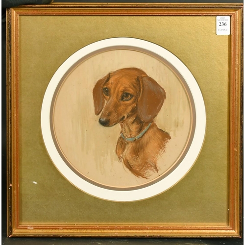 236 - An early 20th Century head study of a Dachshund, pastel, 9
