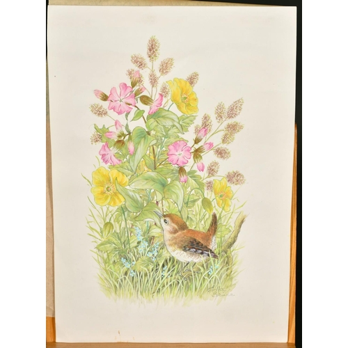 64 - Ella Bruce (20th Century) A Wren with flowers, watercolour, signed in pencil, 11.5