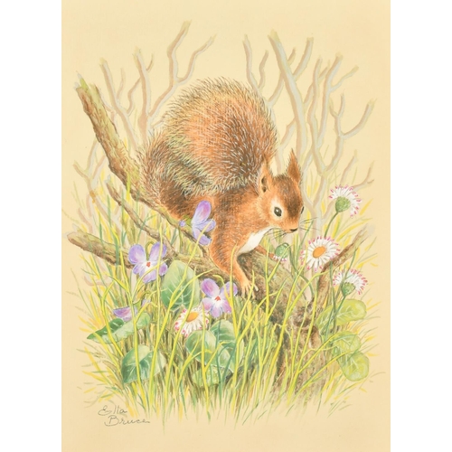 66 - Ella Bruce (20th Century) Squirrel in flowers, watercolour, signed in pencil 10