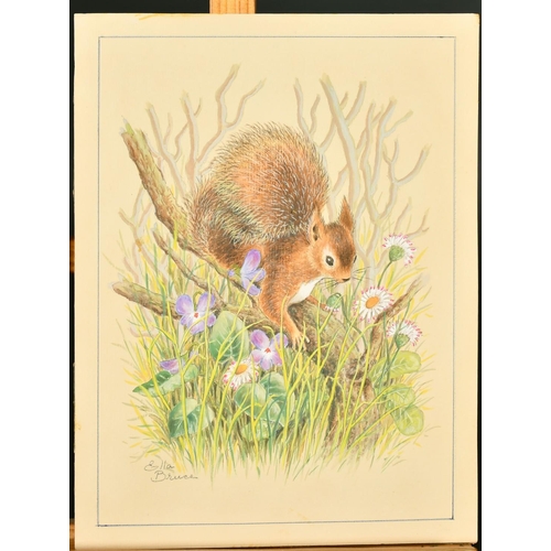 66 - Ella Bruce (20th Century) Squirrel in flowers, watercolour, signed in pencil 10