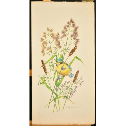 68 - Ella Bruce (20th Century) Baby Blue Tit in grass, watercolour, signed in pencil, 13