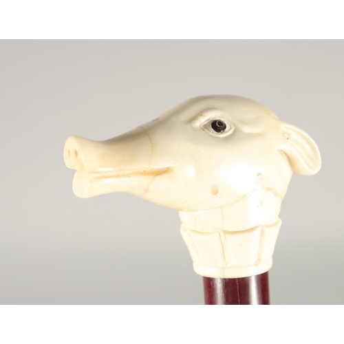 1365 - A CARVED BONE HANDLE WALKING STICK, 'PIG'. 3ft long.