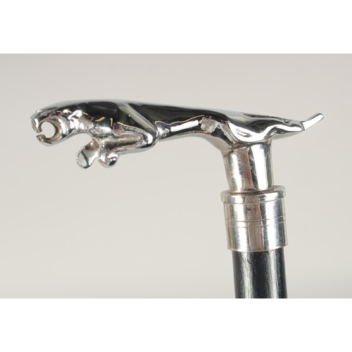 1371 - A CHROME JAGUAR HANDLE WALKING STICK 3ft long.