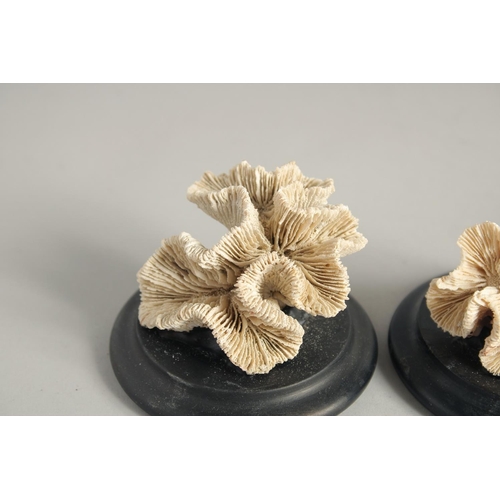 1417 - THREE SMALL CORAL SPECIMENS. 2.5ins.