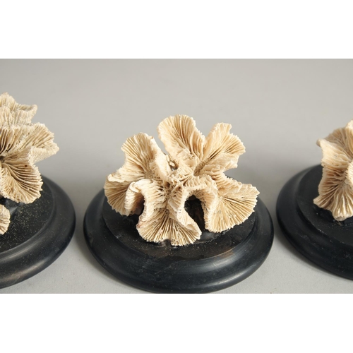 1417 - THREE SMALL CORAL SPECIMENS. 2.5ins.