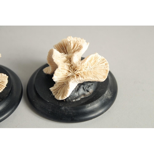 1417 - THREE SMALL CORAL SPECIMENS. 2.5ins.